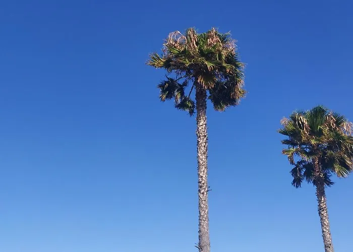 Palm House Apartment