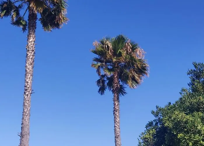 Palm House Apartment